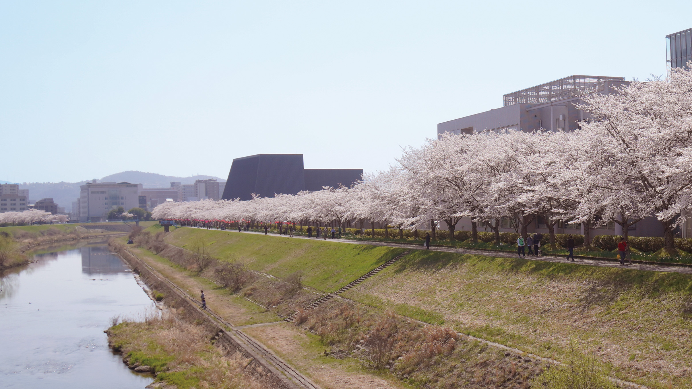 武庫川の桜並木